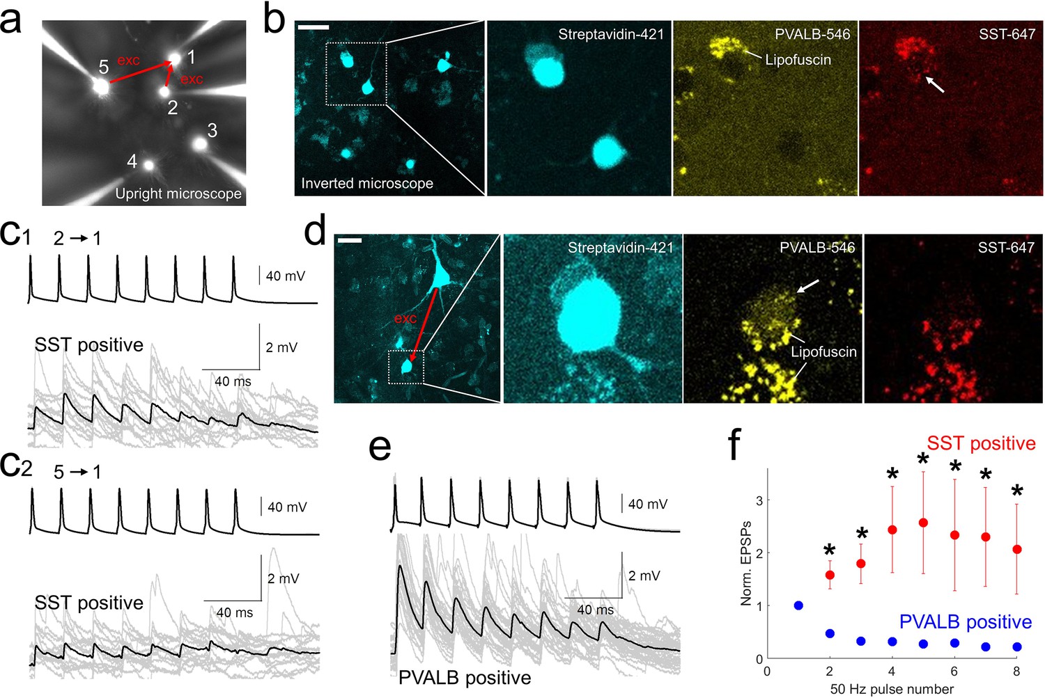 Target Cell Specific Synaptic Dynamics Of Excitatory To Inhibitory