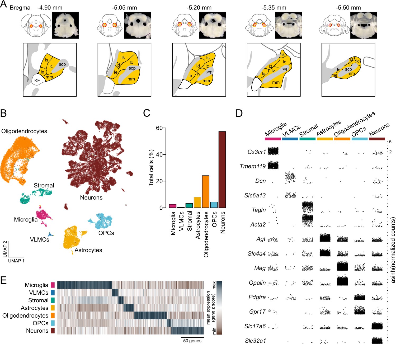 Conceptual Overview of Sections — NEURON 7.7 documentation