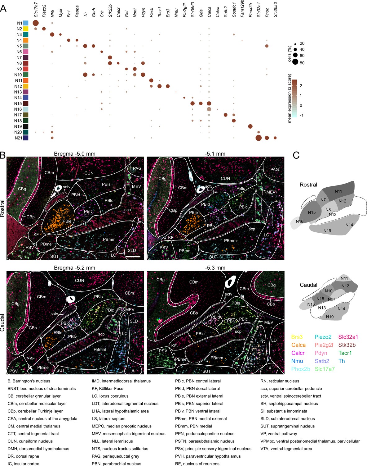 Molecular and anatomical characterization of parabrachial Molecular and anatomical characterization of parabrachial