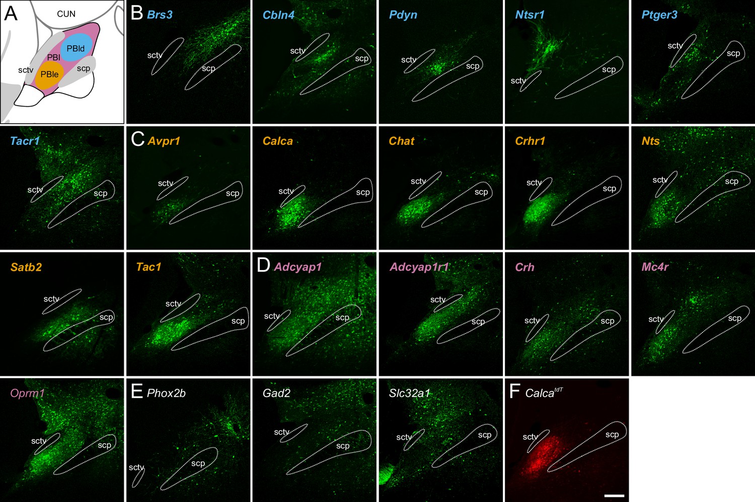 Molecular and anatomical characterization of parabrachial neurons 