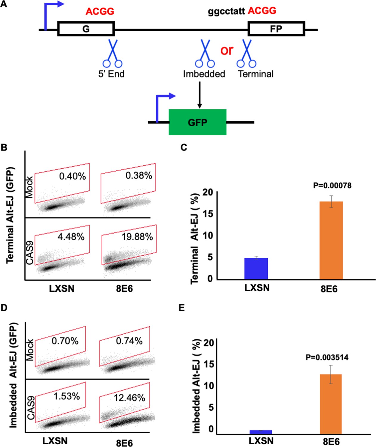 Beta human papillomavirus 8E6 promotes alternative end