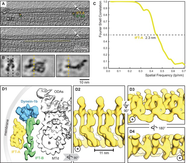 Integrative Modeling Reveals The Molecular Architecture Of The ...