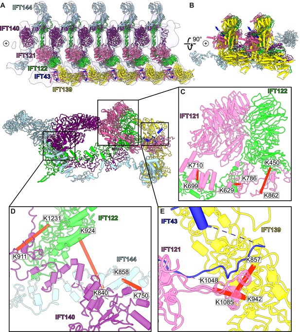 Integrative Modeling Reveals The Molecular Architecture Of The ...