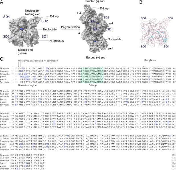 Figures And Data In Structural Insights Into Actin Isoforms | ELife