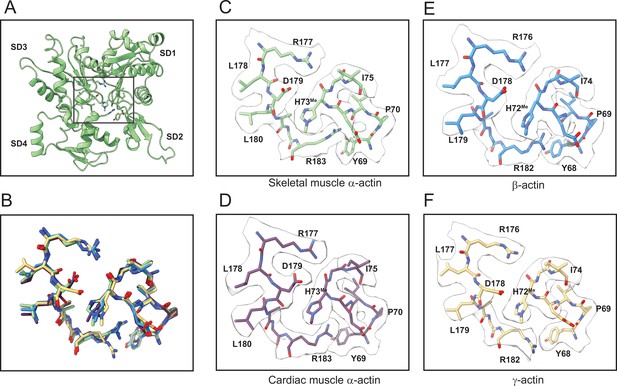 Figures And Data In Structural Insights Into Actin Isoforms | ELife