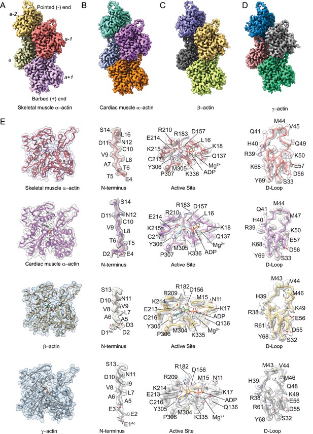 Structural Insights Into Actin Isoforms | ELife