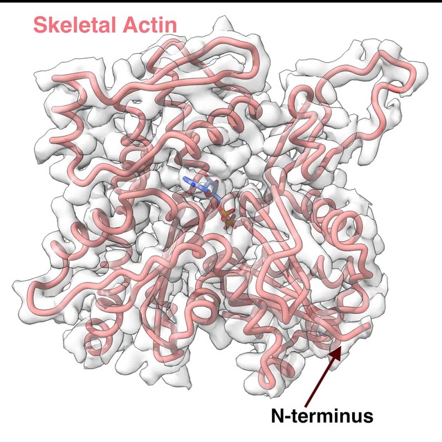 Figures And Data In Structural Insights Into Actin Isoforms | ELife