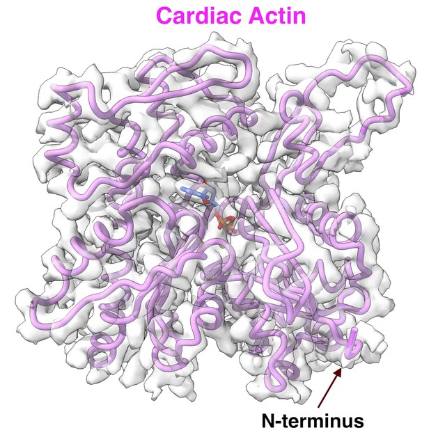 Figures And Data In Structural Insights Into Actin Isoforms | ELife