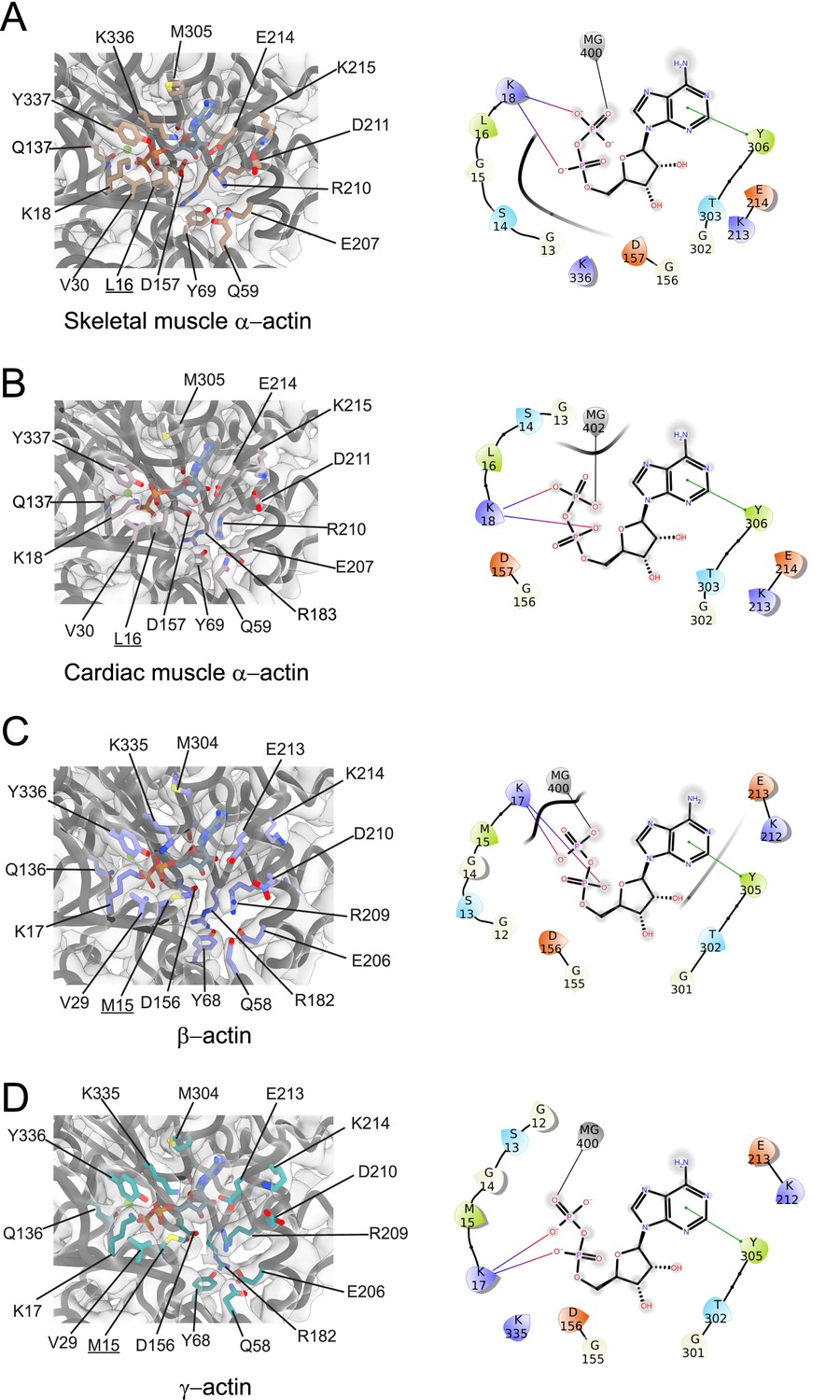 Structural Insights Into Actin Isoforms | ELife