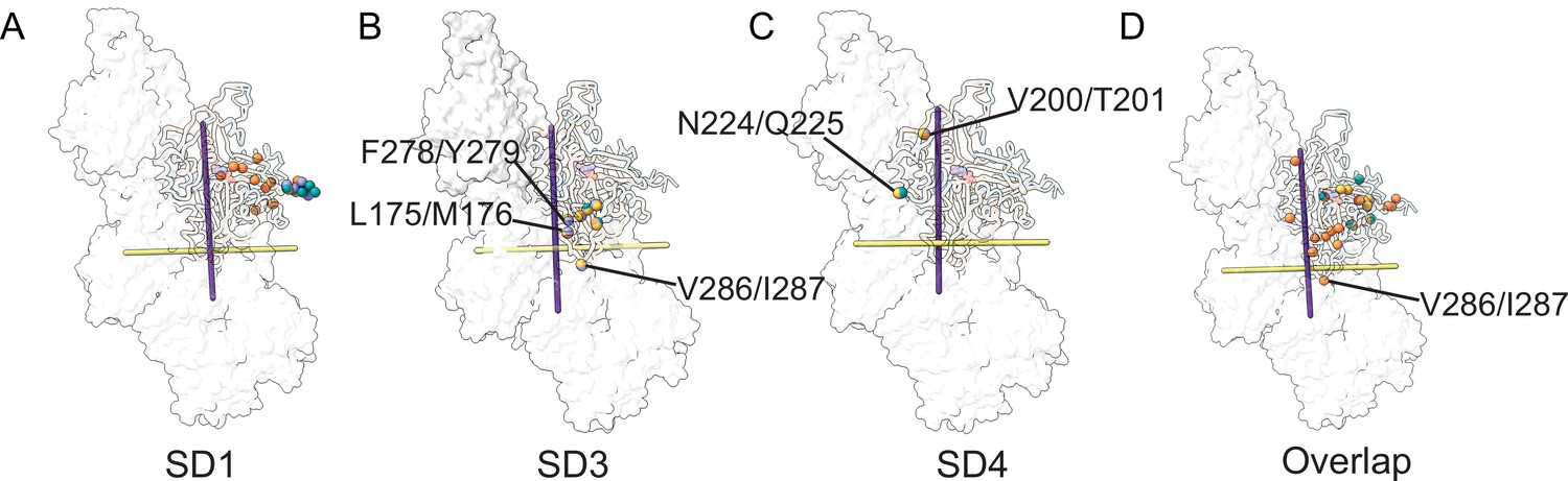 Figures And Data In Structural Insights Into Actin Isoforms | ELife