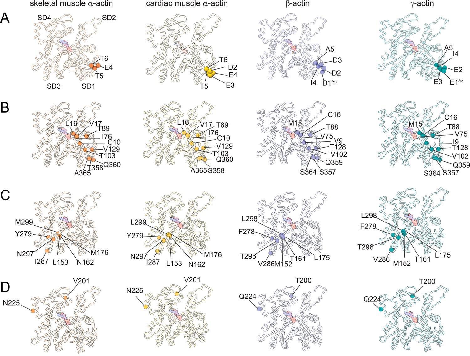 Structural Insights Into Actin Isoforms | ELife