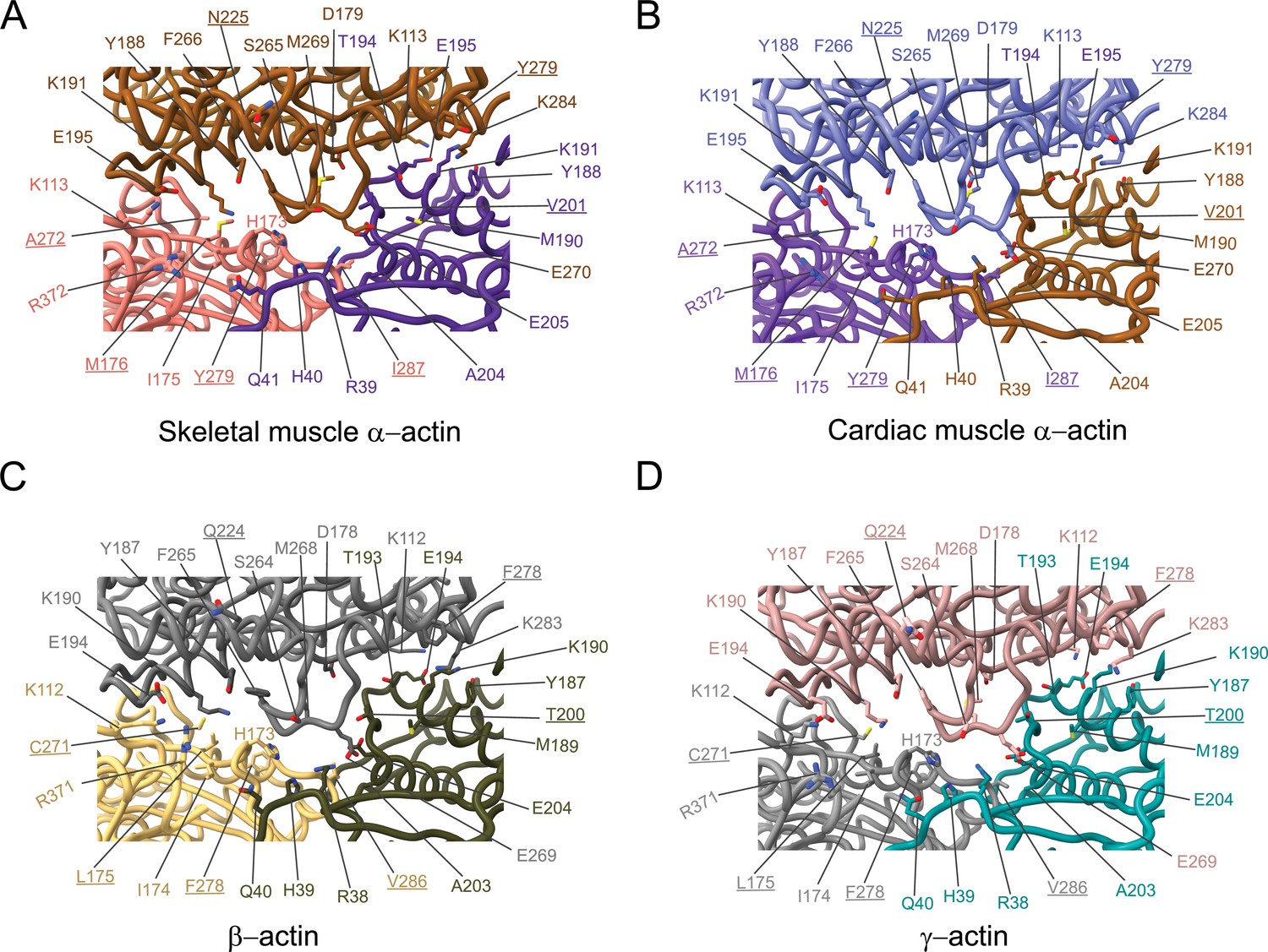 Structural Insights Into Actin Isoforms ELife