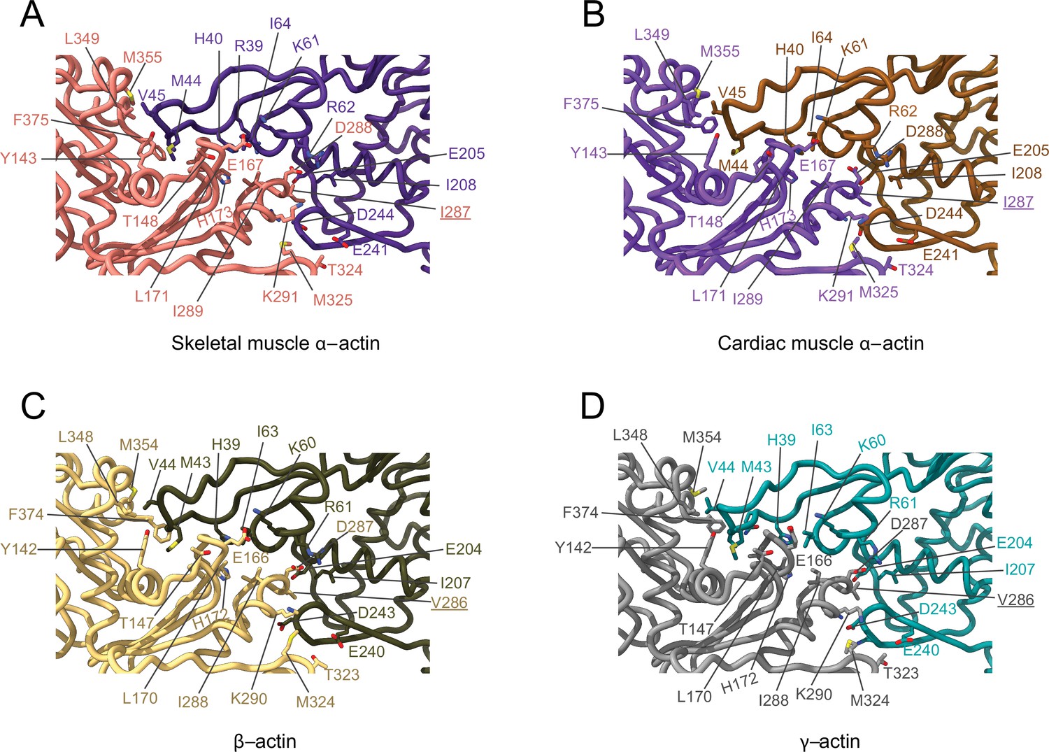 Figures And Data In Structural Insights Into Actin Isoforms Elife