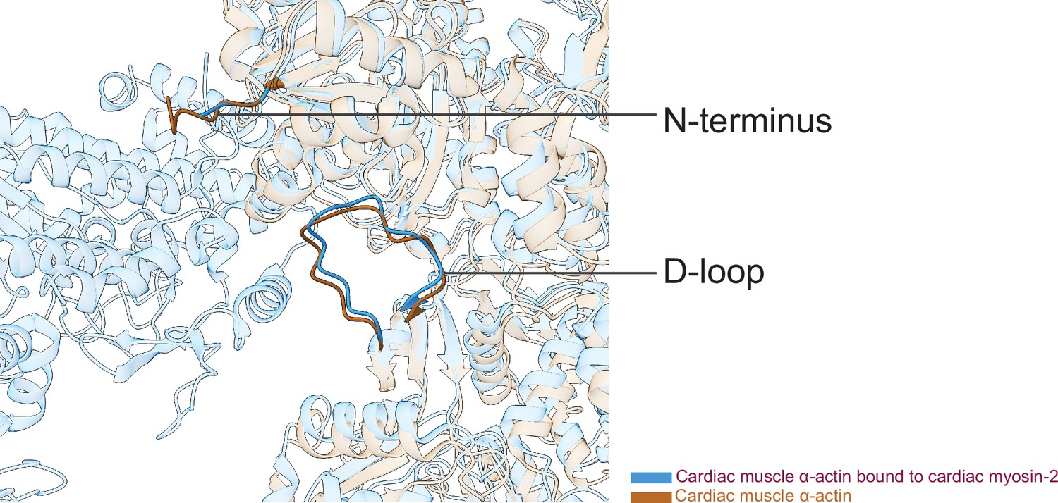 Figures And Data In Structural Insights Into Actin Isoforms Elife