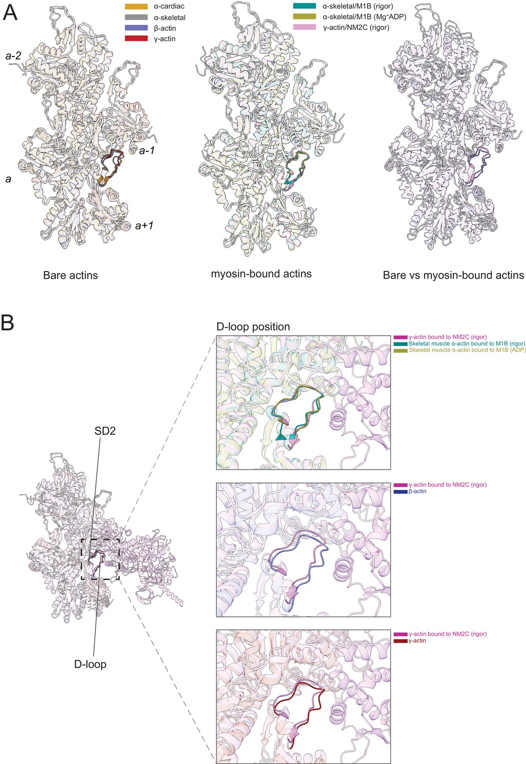 Structural Insights Into Actin Isoforms | ELife