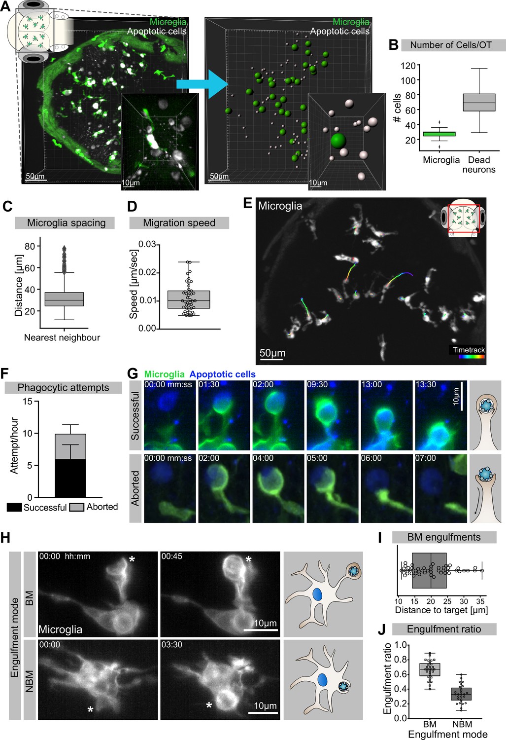 A Role For The Centrosome In Regulating The Rate Of Neuronal