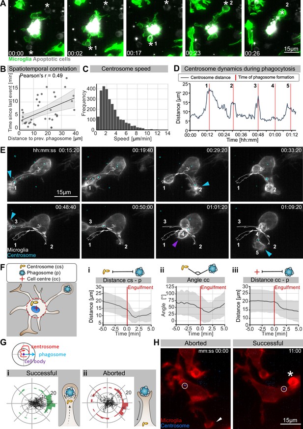 A Role For The Centrosome In Regulating The Rate Of Neuronal