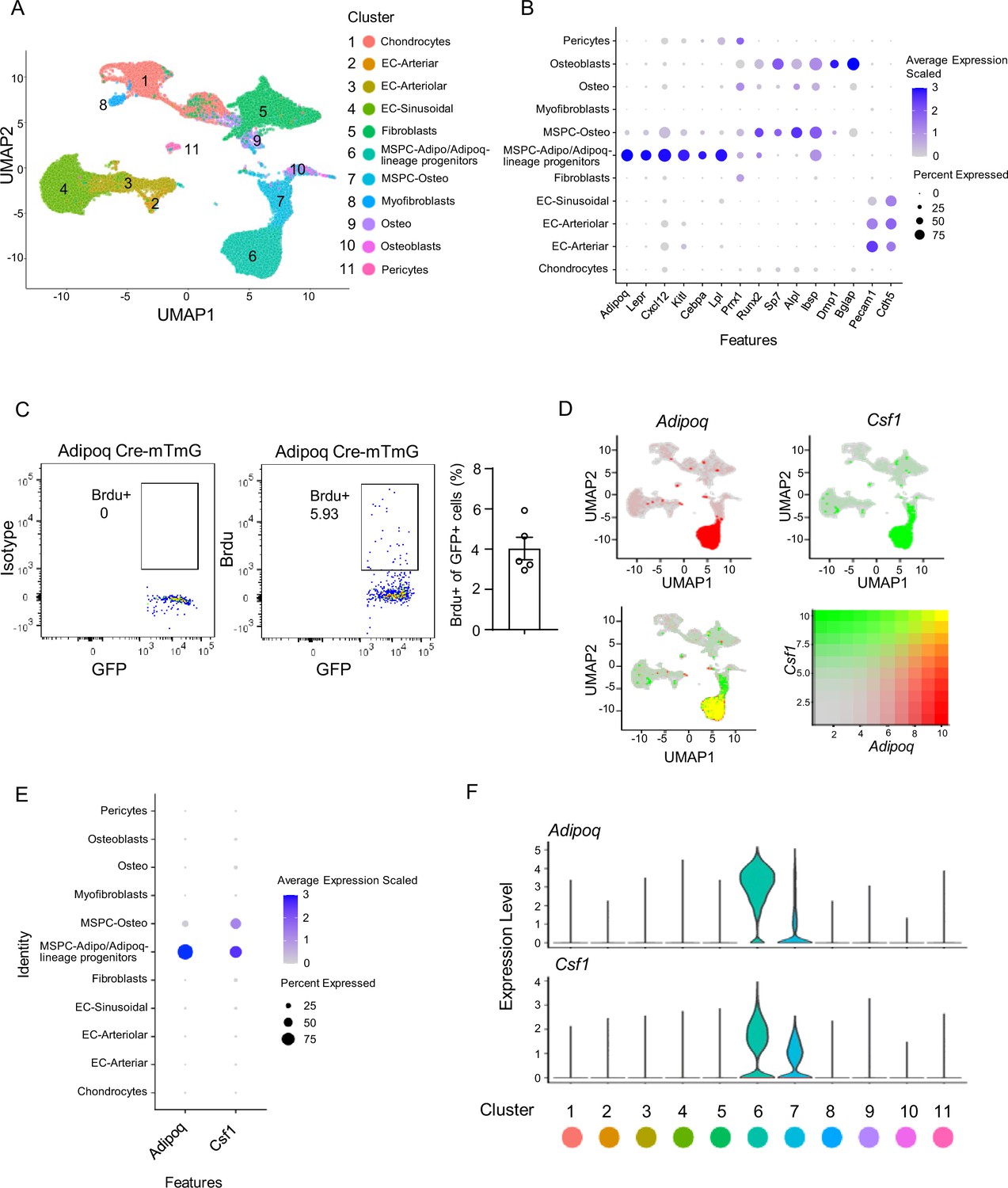 Bone marrow Adipoq lineage progenitors are a major cellular source