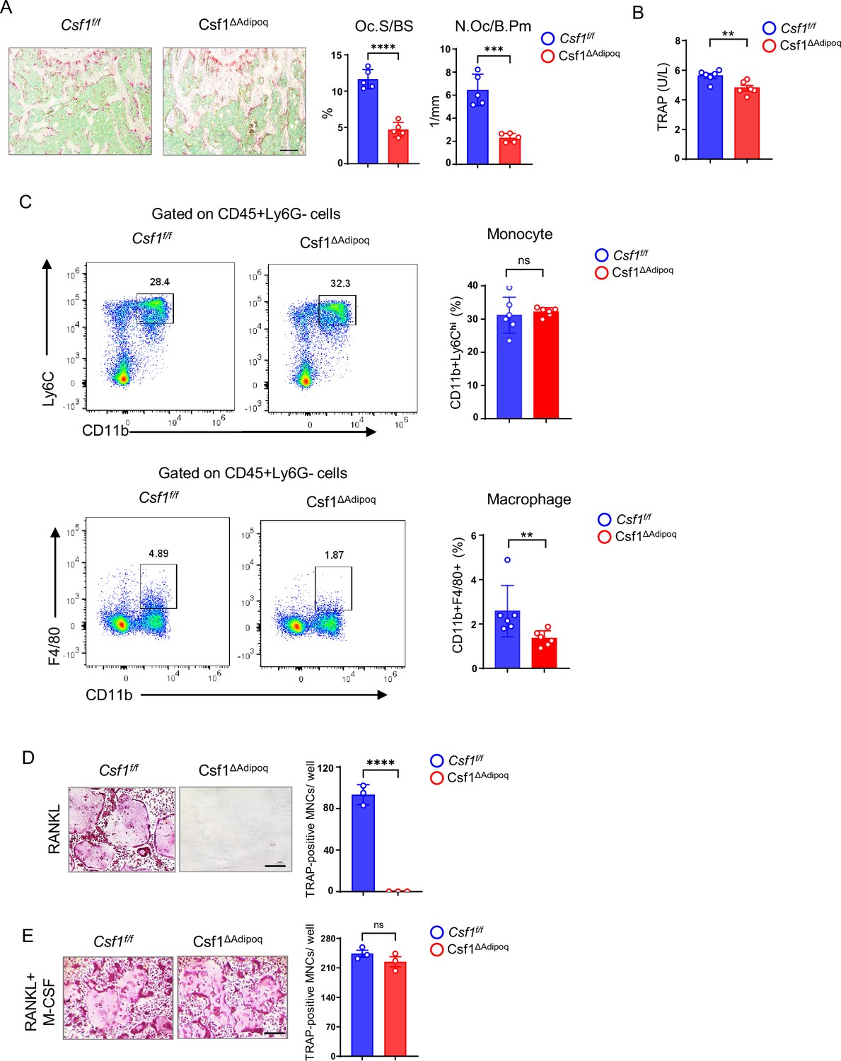 Bone Marrow Adipoq-lineage Progenitors Are A Major Cellular Source Of M ...