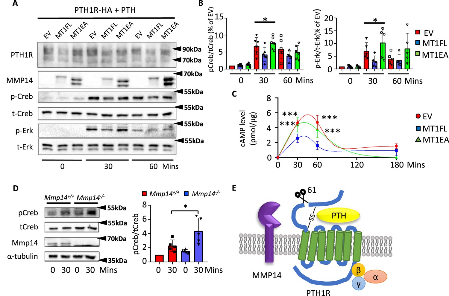 MMP14 cleaves PTH1R in the chondrocyte-derived osteoblast lineage ...