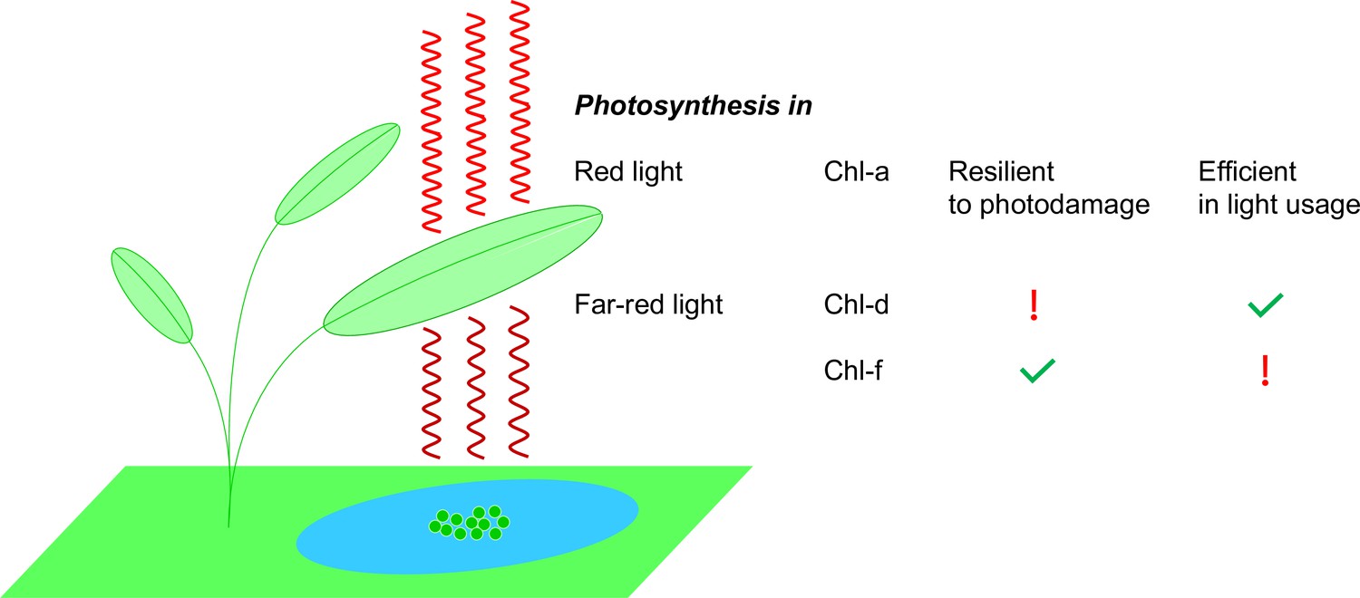 Photosynthesis Surviving On Low energy Light Comes At A Price ELife photosynthesis-surviving-on-low-energy-light-comes-at-a-price-elife