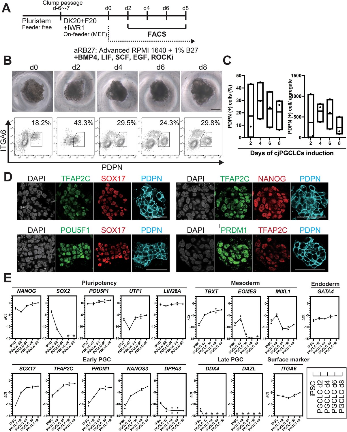 Gentle Cell Dissociation Reagent for Human ES/iPS Cells