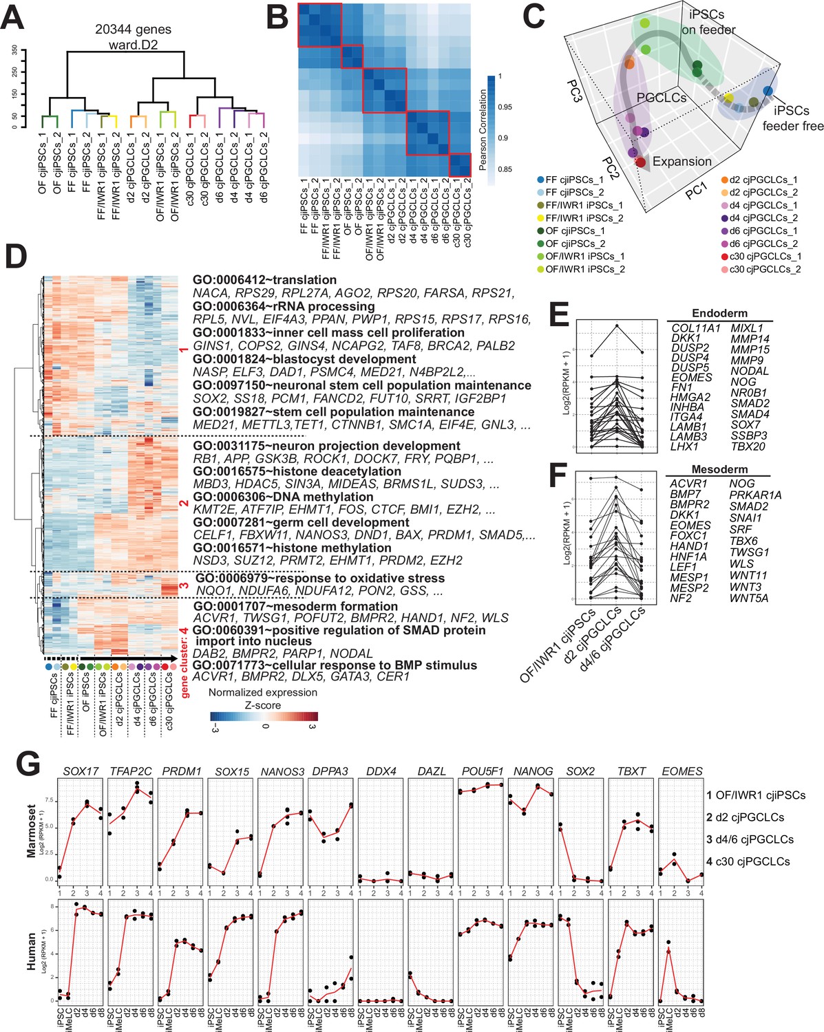 Figures and data in Efficient generation of marmoset primordial germ  cell-like cells using induced pluripotent stem cells