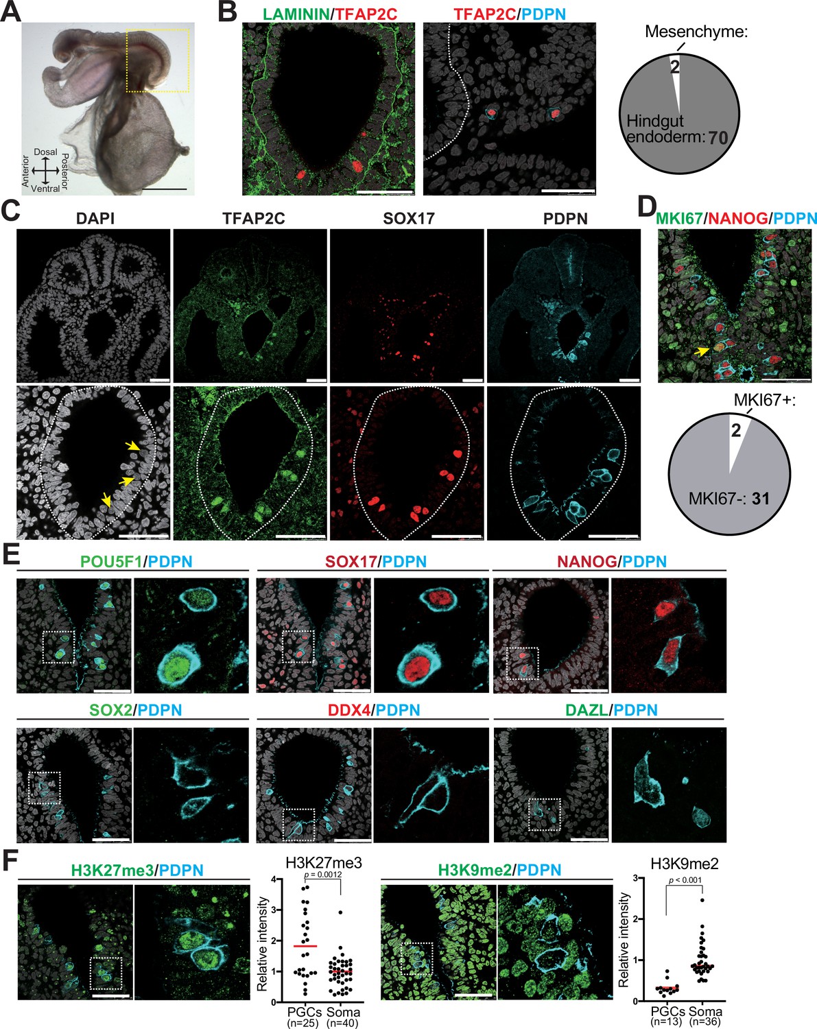 Figures And Data In Efficient Generation Of Marmoset Primordial Germ ...