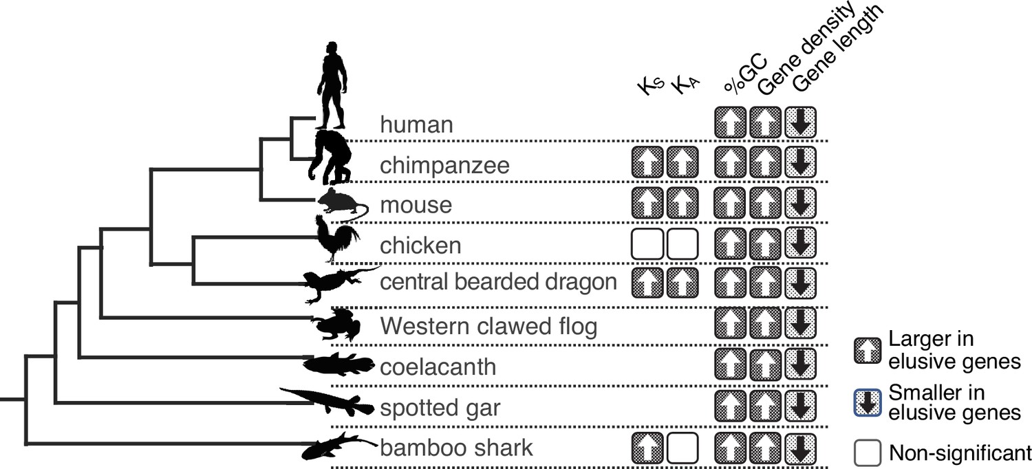 The impact of local genomic properties on the evolutionary fate of genes