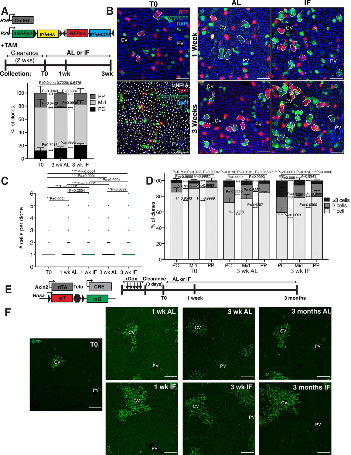 Figures And Data In Intermittent Fasting Induces Rapid Hepatocyte