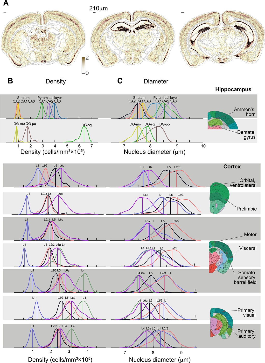 Figures And Data In Sex Strain And Lateral Differences In Brain Cytoarchitecture Across A 1555