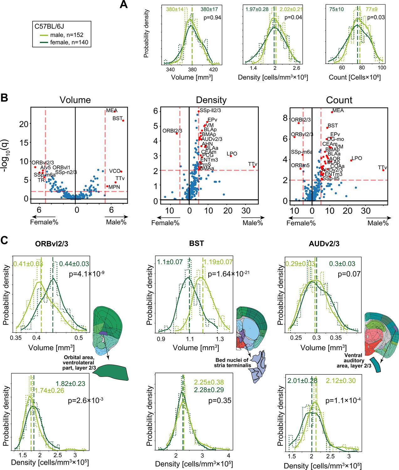 Sex Strain And Lateral Differences In Brain Cytoarchitecture Across A Large Mouse Population 4475