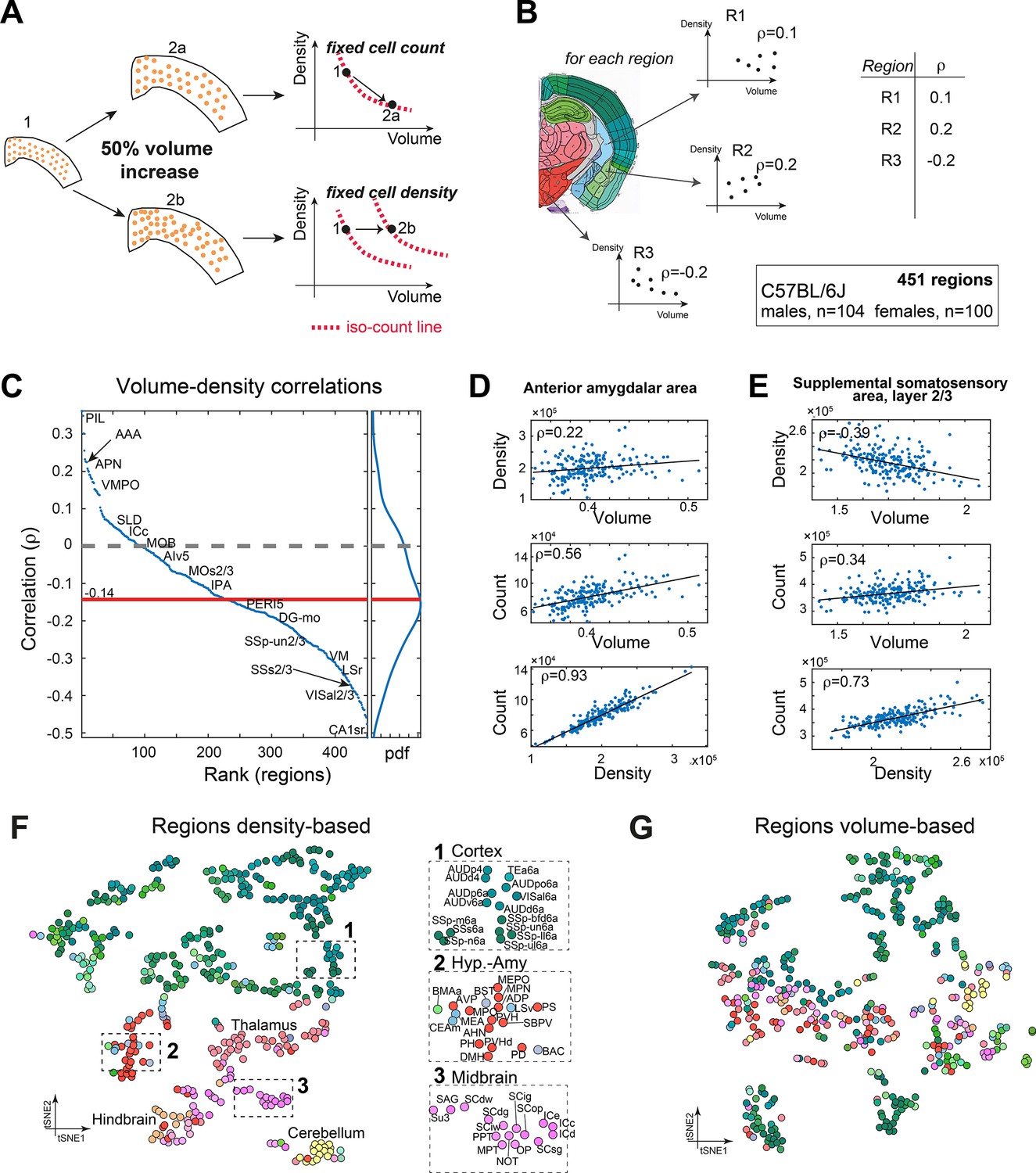 Sex Strain And Lateral Differences In Brain Cytoarchitecture Across A Large Mouse Population 4984