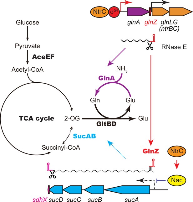 Glutamine synthetase mRNA releases sRNA from its 3′UTR to regulate ...