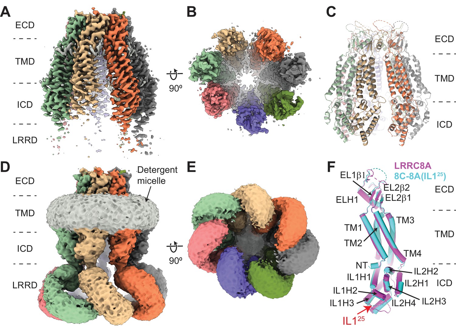Cryo-EM structure of human heptameric pannexin 2 channel