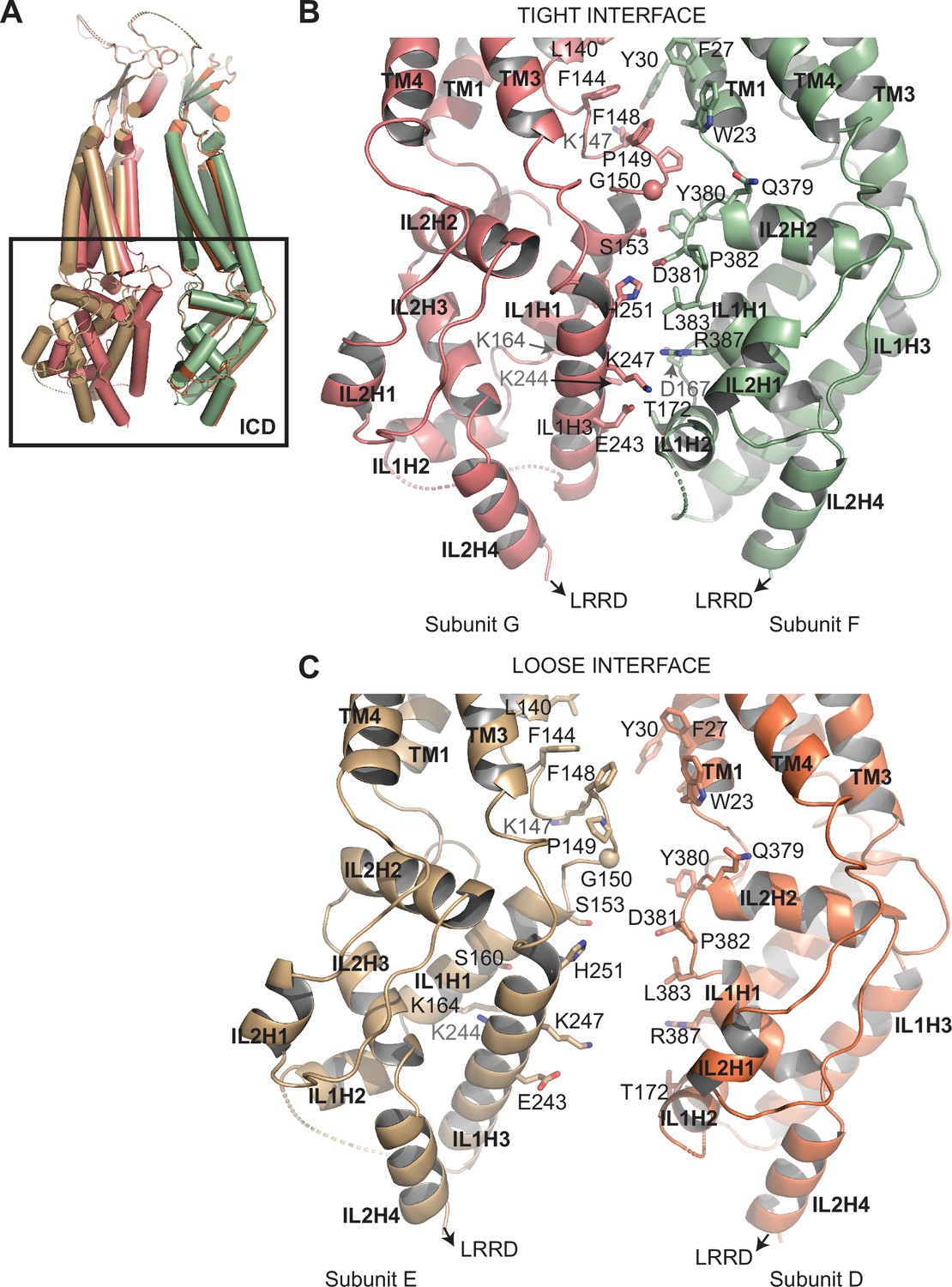 Figures and data in Cryo-EM structures of an LRRC8 chimera with native ...