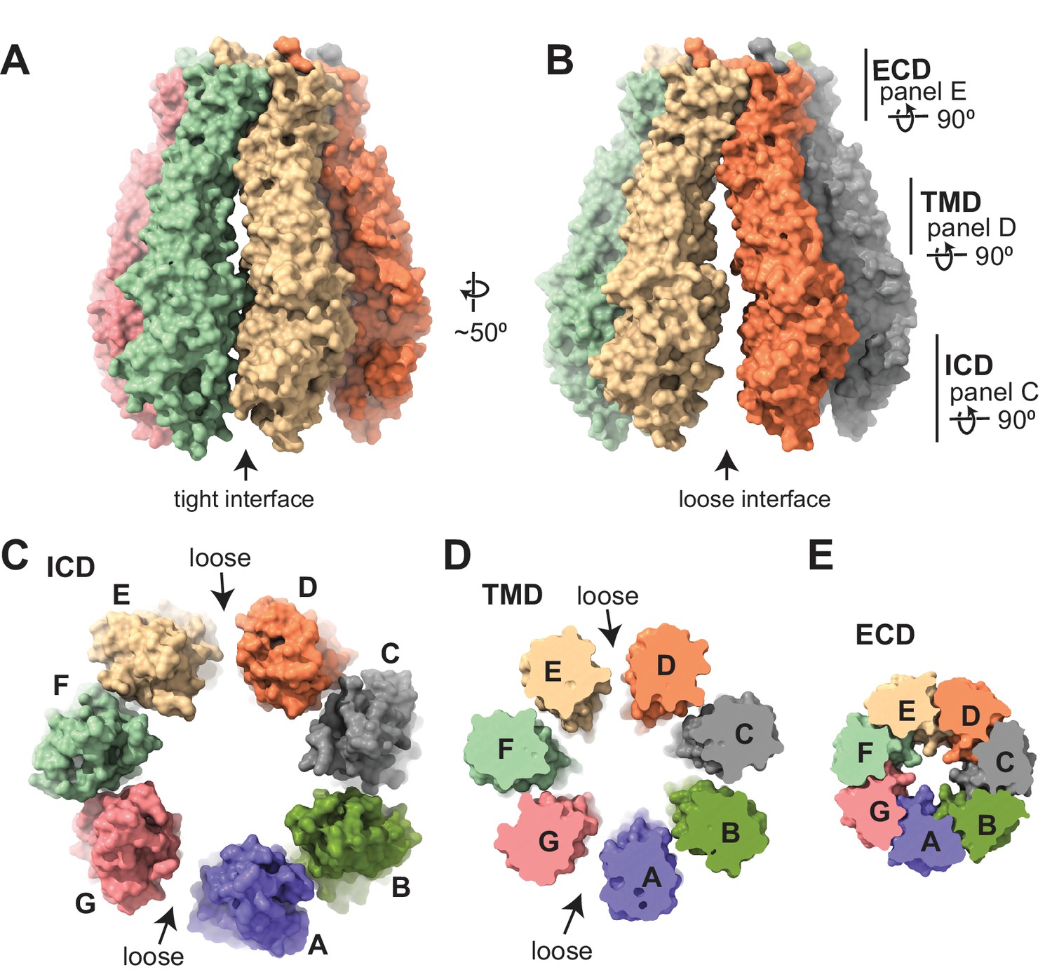 Cryo-EM structures of an LRRC8 chimera with native