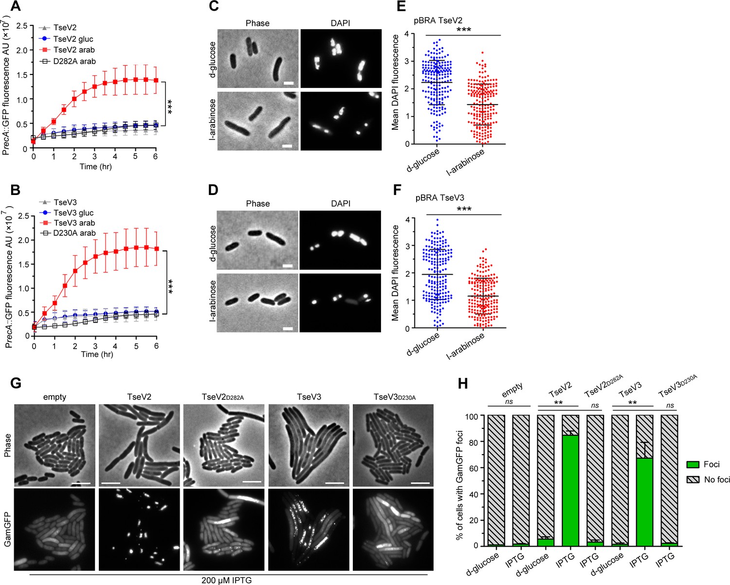 Antibacterial T6SS effectors with a VRR-Nuc domain are structure