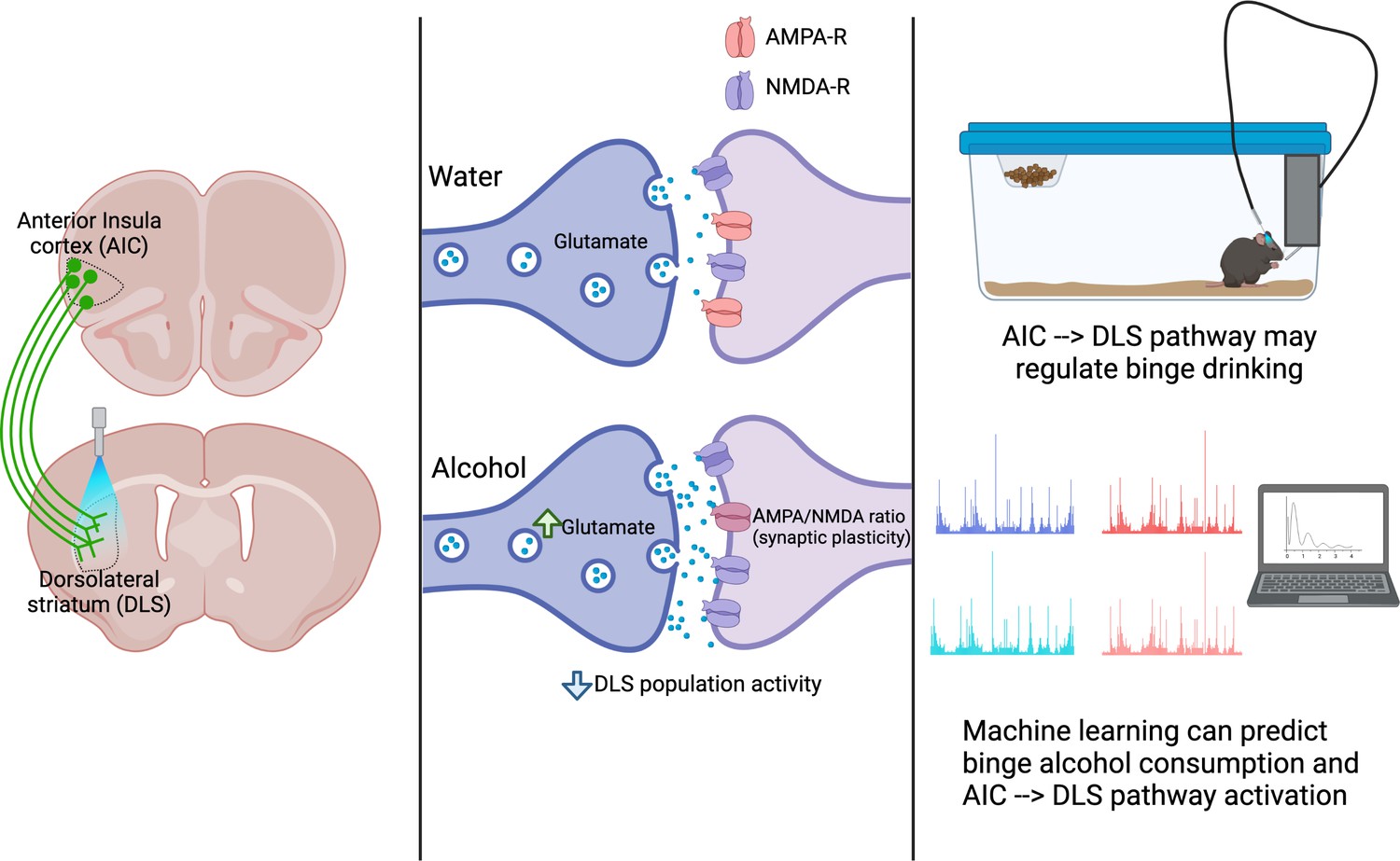 Binge Drinking How the brain regulates alcohol intake eLife