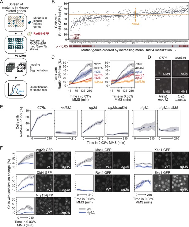 Mec Independent Activation Of The Rad Checkpoint Kinase Revealed By