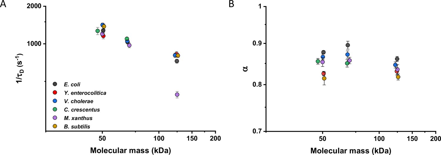 Dependence Of Diffusion In Escherichia Coli Cytoplasm On Protein Size