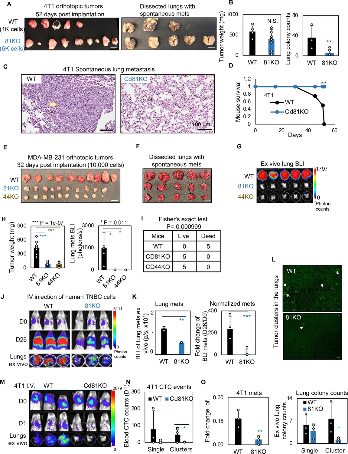 Machine Learning Assisted Elucidation Of Cd Cd Interactions In