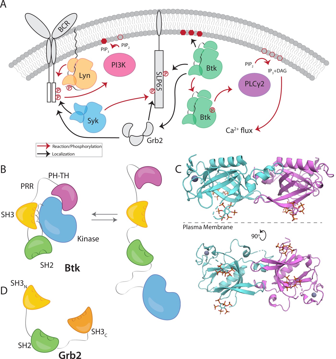 Stimulation Of The Catalytic Activity Of The Tyrosine Kinase Btk By The ...