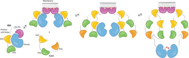 Stimulation of the catalytic activity of the tyrosine kinase Btk by the ...