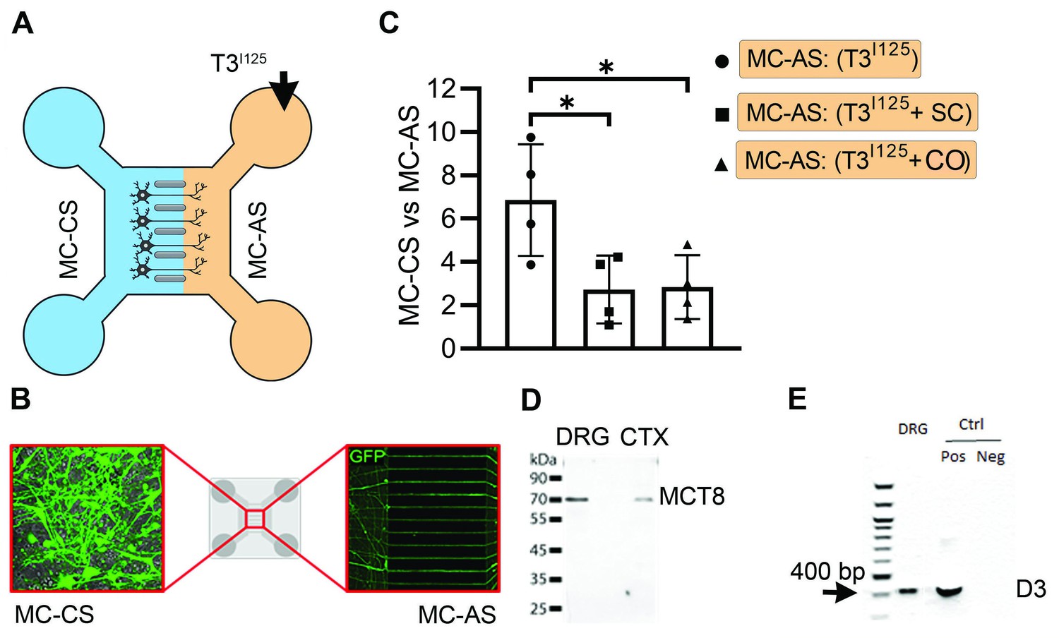 Figures and data in Axonal T3 uptake and transport can trigger thyroid ...