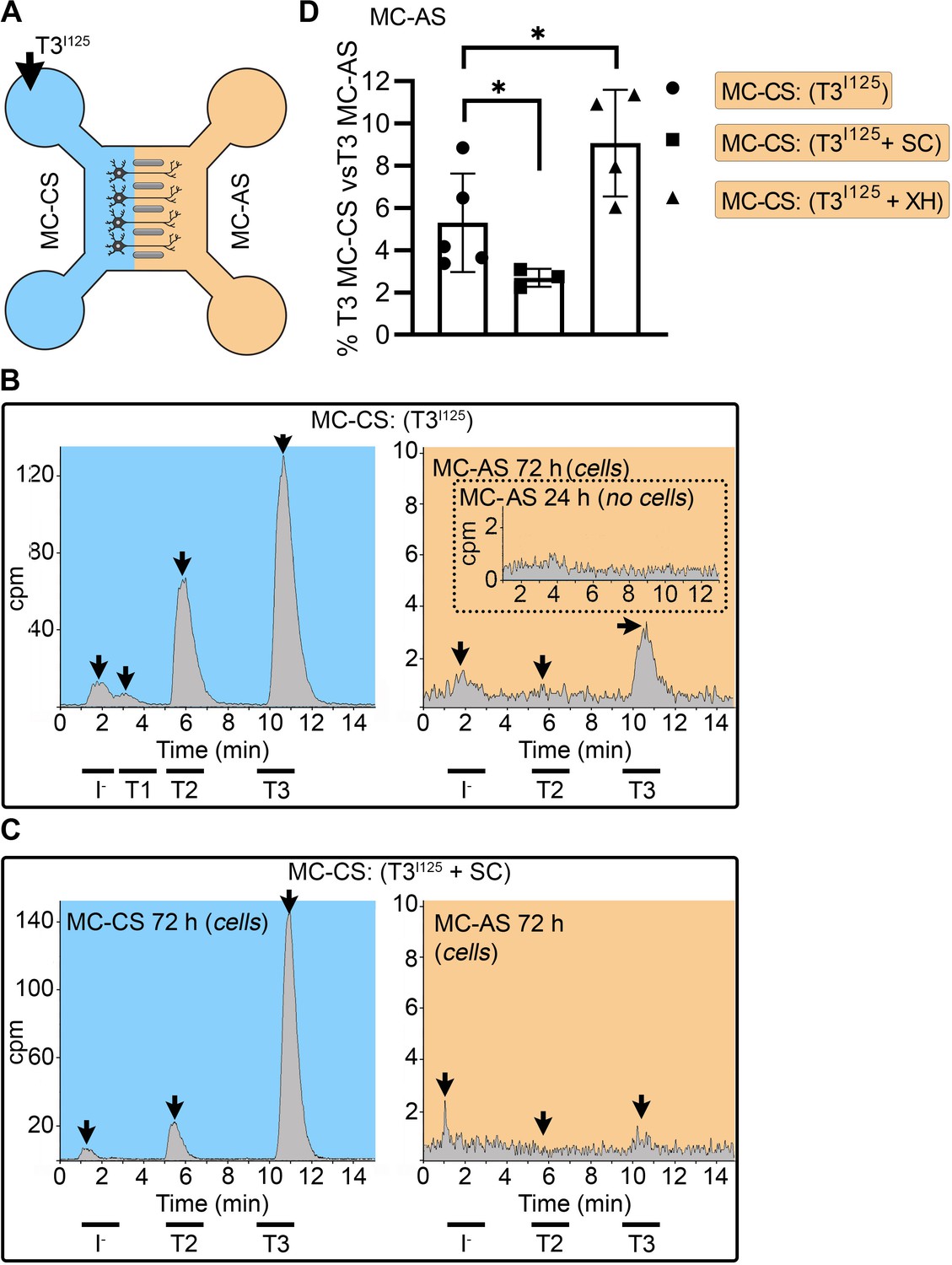 Figures and data in Axonal T3 uptake and transport can trigger thyroid ...