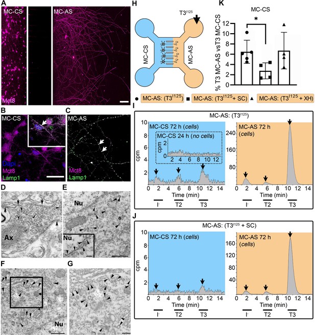 Axonal T3 uptake and transport can trigger thyroid hormone signaling in ...