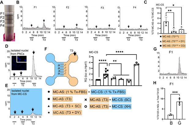 Axonal T3 uptake and transport can trigger thyroid hormone signaling in ...