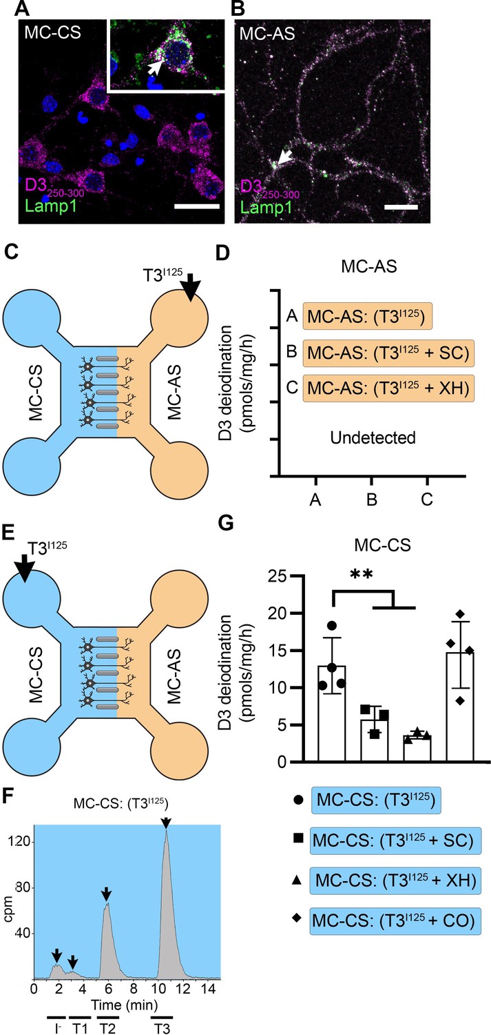 Axonal T3 uptake and transport can trigger thyroid hormone signaling in ...