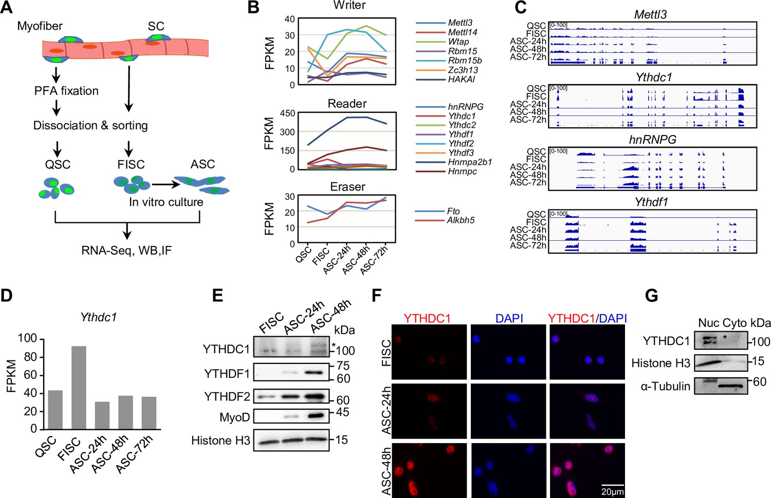 Figures And Data In Nuclear M6A Reader YTHDC1 Promotes Muscle Stem Cell ...